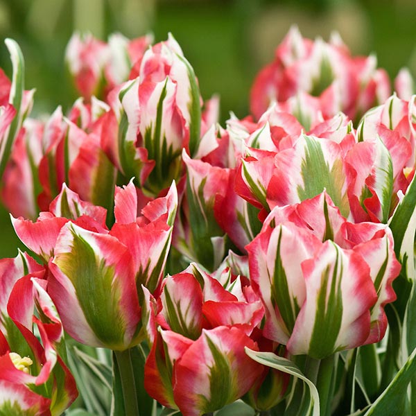 Tulips Archives - Pheasant Acre Plants