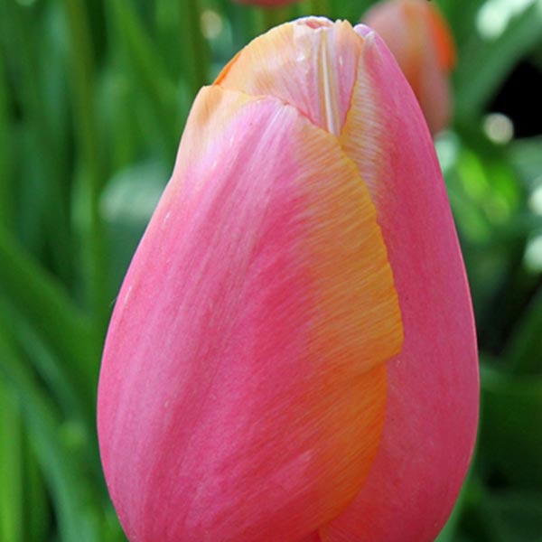 Tulipa 'Menton' - Pheasant Acre Plants
