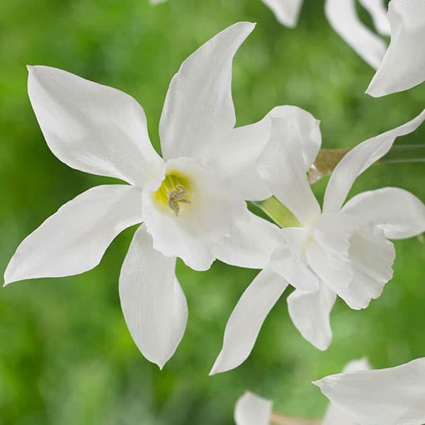 Narcissus 'Thalia' - Pheasant Acre Plants