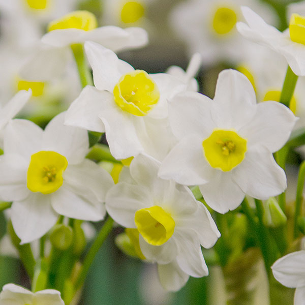 Narcissus Avalanche Pheasant Acre Plants