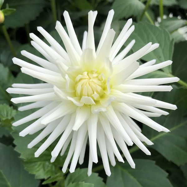 Dahlia Josudi Polaris